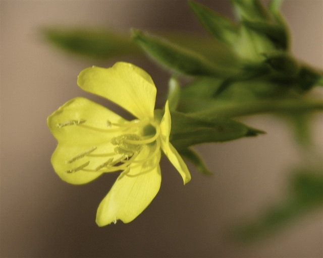 Onagre à petites fleurs