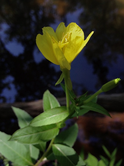 Onagre à petites fleurs