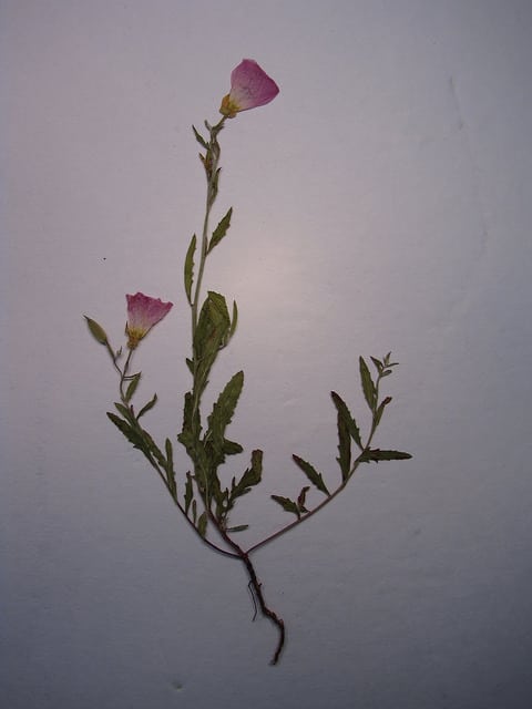 Oenothère