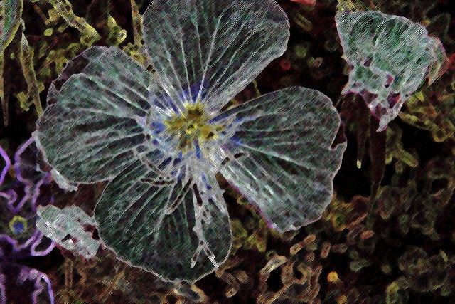 Oenothère