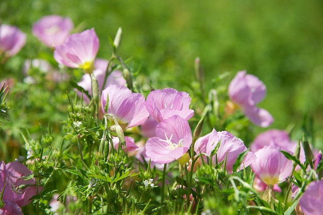 Oenothère (Oenothera speciosa)