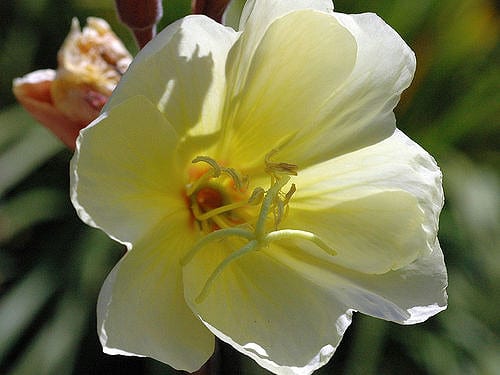 Onagre striée (Oenothera stricta)