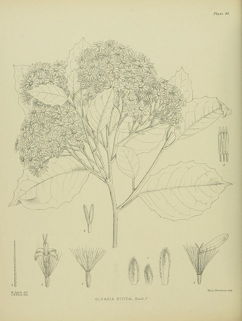 Olearia arborescens (Olearia arborescens)