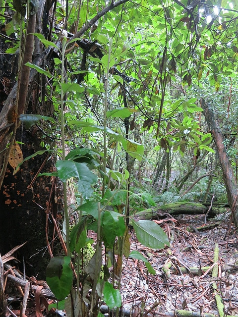 Olearia argophylla (Olearia argophylla)