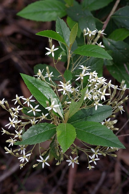 Olearia argophylla