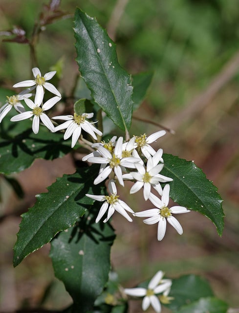 Olearia erubescens