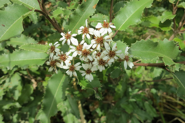 Olearia ilicifolia