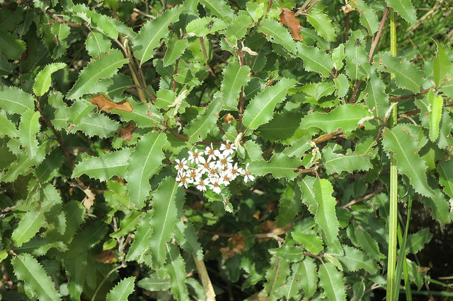 Olearia ilicifolia