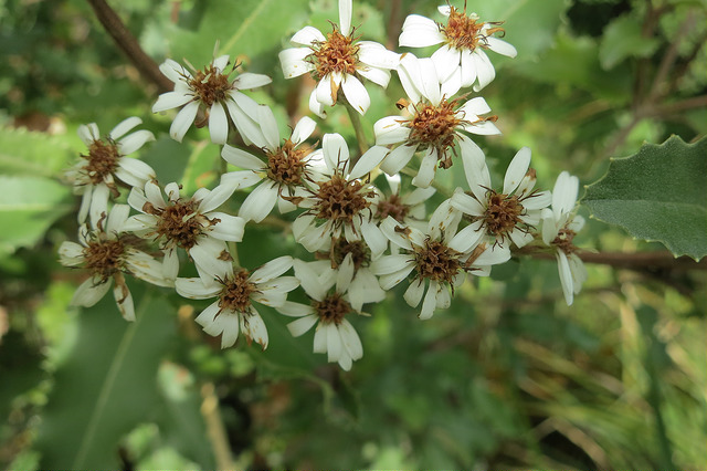 Olearia ilicifolia