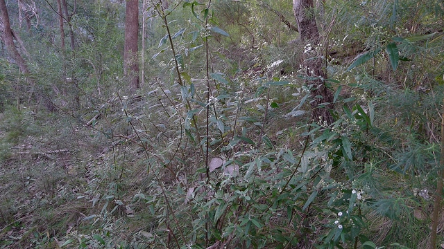 Olearia lirata