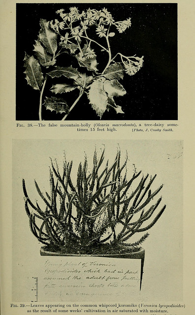 Olearia macrodonta