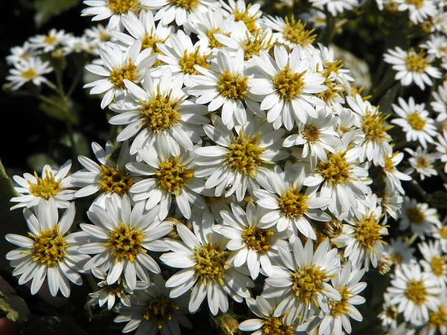 Olearia macrodonta (Olearia macrodonta)