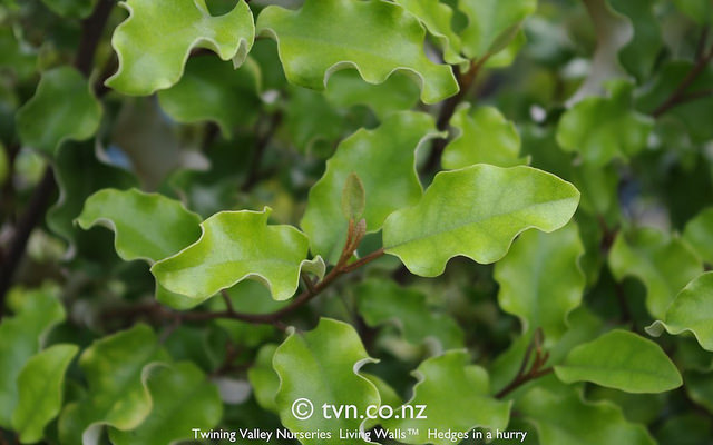 Olearia paniculata