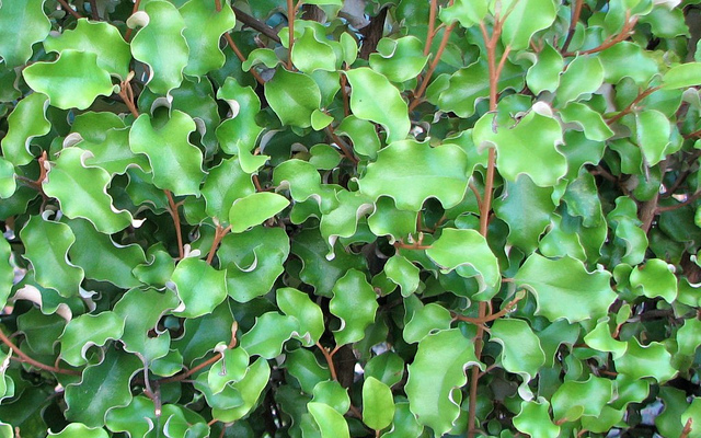 Olearia paniculata