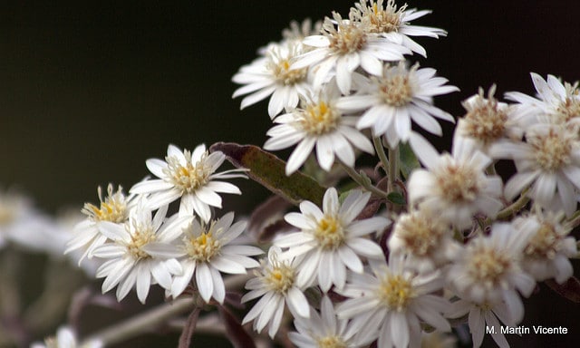 Olearia phlogopappa