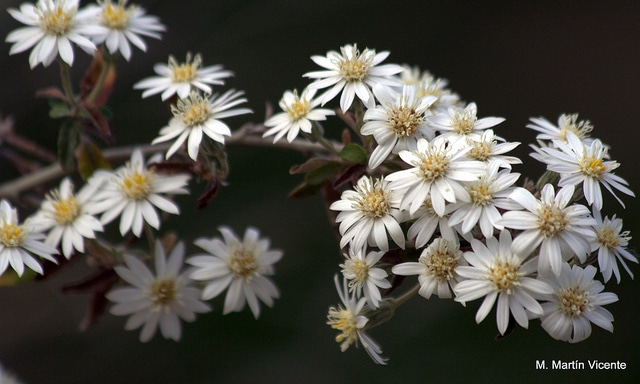 Olearia phlogopappa