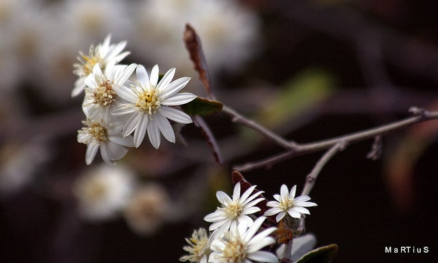 Olearia phlogopappa