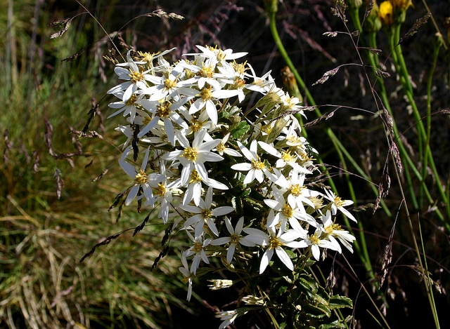 Olearia phlogopappa