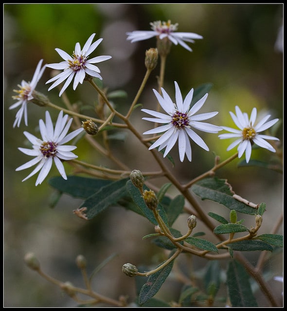 Olearia phlogopappa