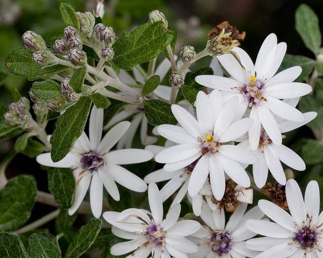 Olearia phlogopappa