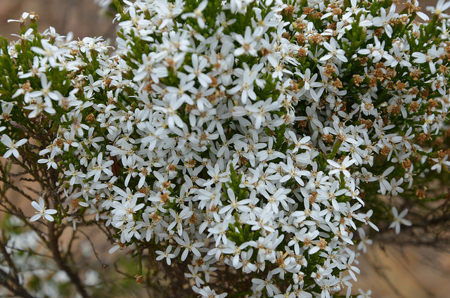 Olearia ramulosa