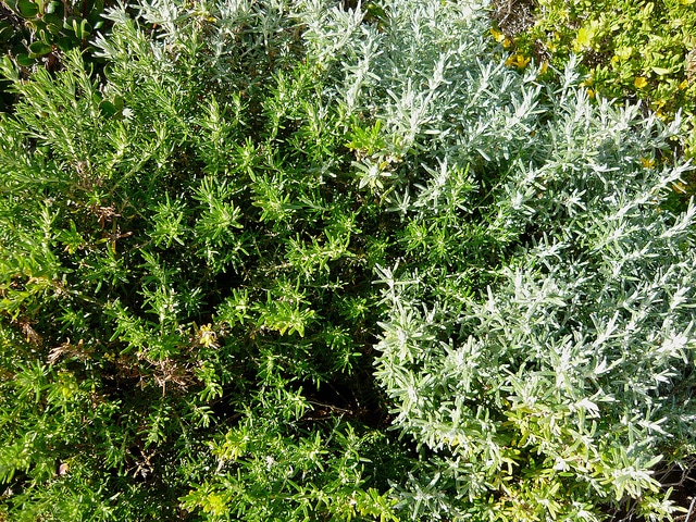 Olearia ramulosa