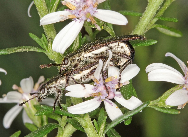 Olearia ramulosa