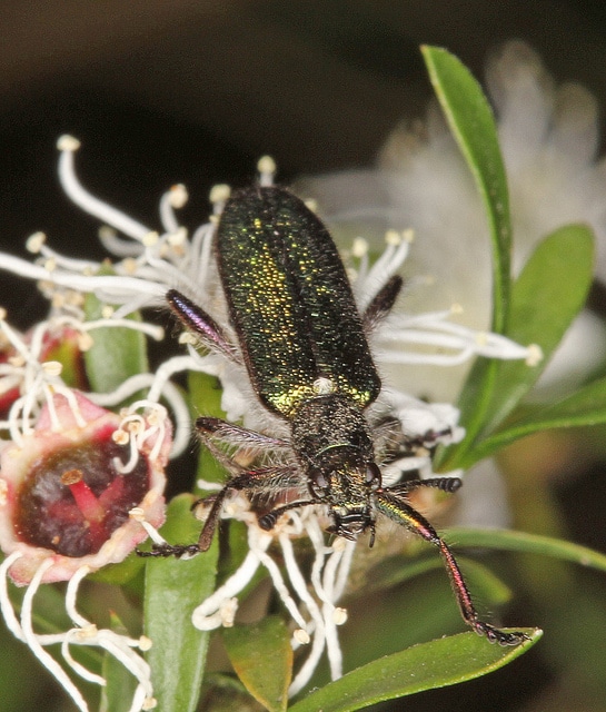 Olearia ramulosa