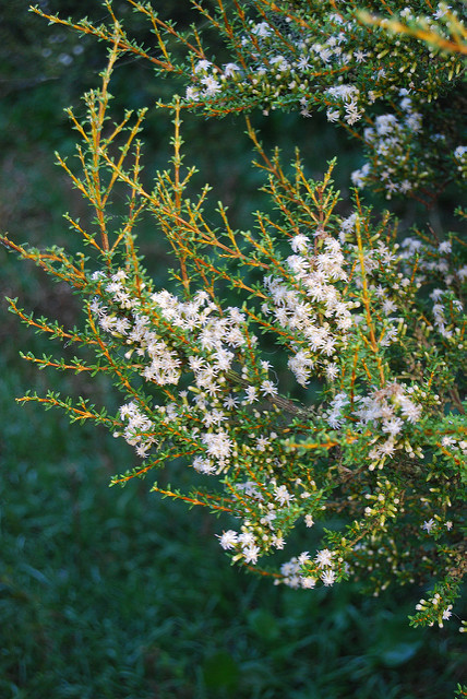 Olearia solandri