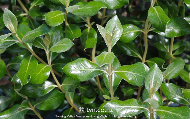 Olearia traversii