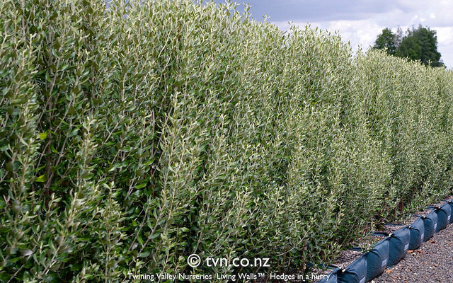 Olearia traversii
