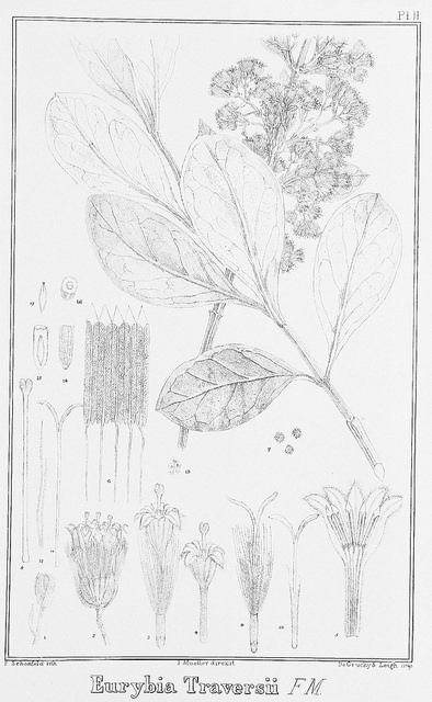 Olearia traversii