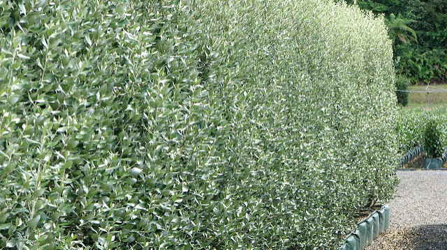 Olearia traversii
