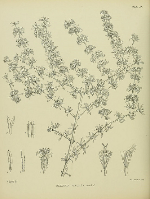 Olearia virgata