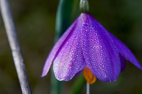 Olsynium douglasii