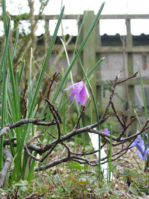 Olsynium douglasii