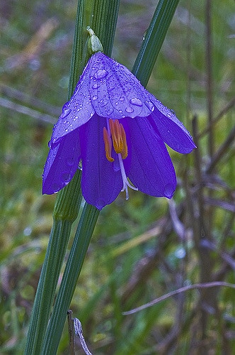 Olsynium douglasii