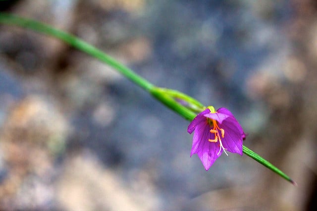 Olsynium douglasii
