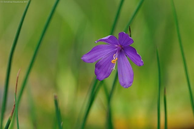 Olsynium douglasii