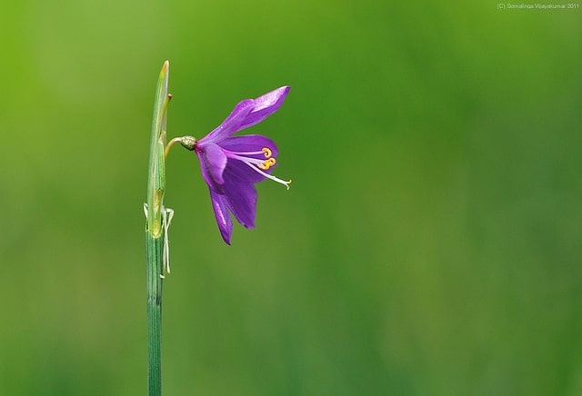 Olsynium douglasii (Olsynium douglasii)