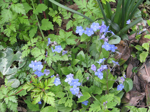 Nombril de vénus (Omphalodes cappadocica)