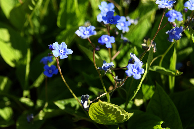 Omphalodès