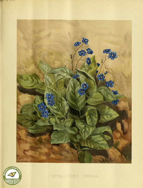Omphalodès