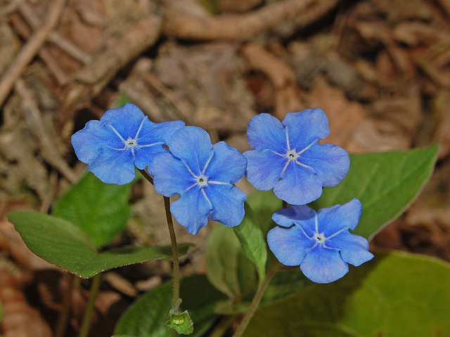 Omphalodès