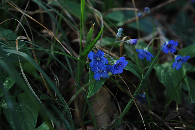 Omphalodès (Omphalodes verna)