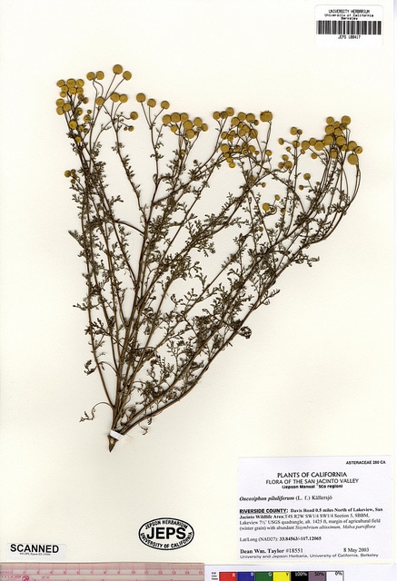 Oncosiphon piluliferum