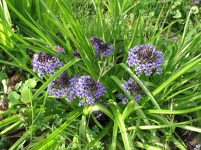 Scille du pérou (Oncostema peruviana)