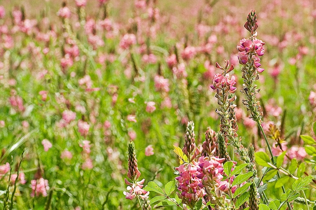 Sainfoin cultivé
