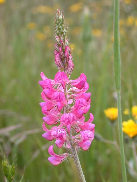 Sainfoin cultivé