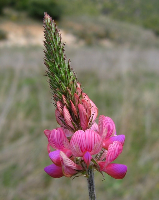 Sainfoin cultivé